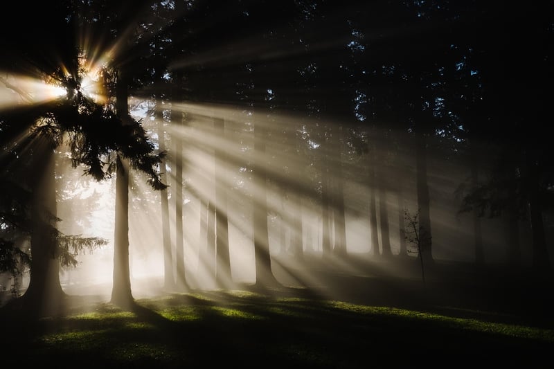 Enchanted Forest